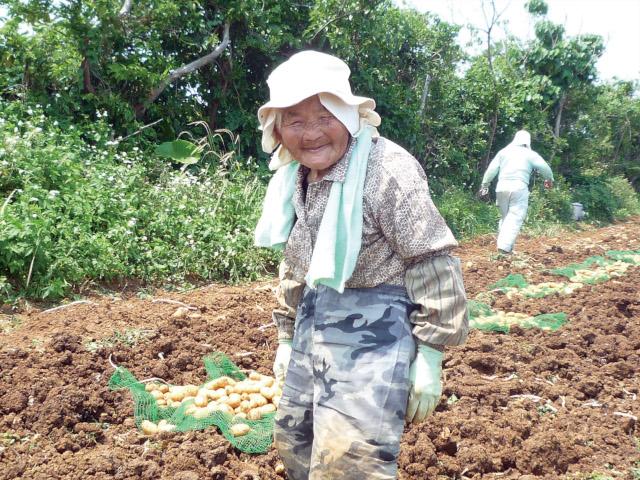 収穫を手伝いにきてくれた、95歳のハルばぁ