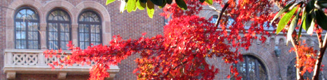 紅葉と校舎