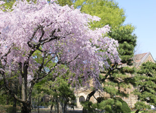 桜と兼松講堂