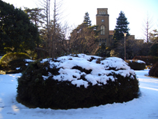 雪の中庭と時計台