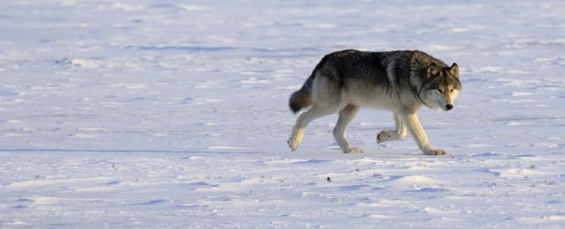 画像：マイナス40度の雪原をゆくオオカミ