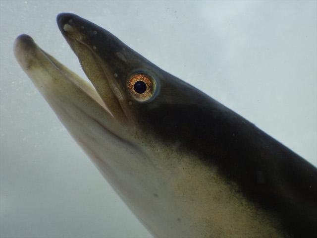 ウナギの頭の内部にある耳石を取り出し、生息環境を調査する