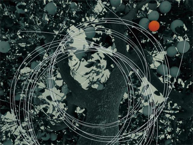 イメージ画像-太い幹